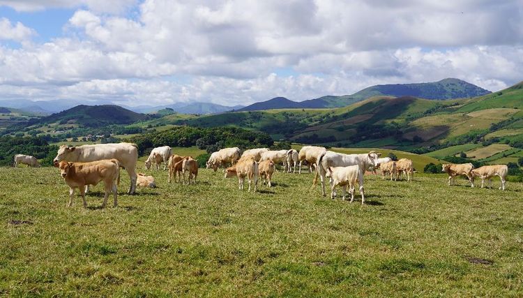FILIÈRE BOVINE - Lur Berri relance l’engraissement local